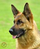 German Shepherd Dog 9B50D-20